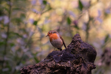 robin on a branch