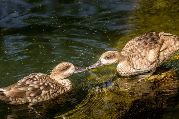 two ducks kissing in the water