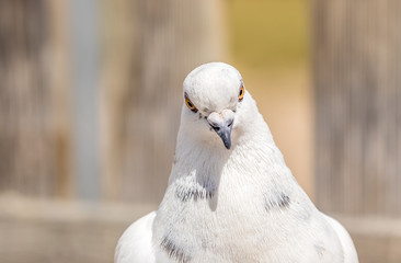 portrait of a white pigeon