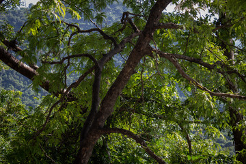 Serene view of a tree with big branches covering the ghat road on the way to Yercaud, Salem, India