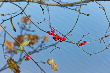 Natural Christmas berries in the wild with blurry water background. Latin name is Ardisia Crenata.