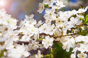 White blooming cherry tree in spring