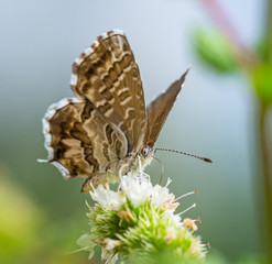 macro of a geranium bronze butterfly (cacyreus marshalli) on mint (menta piperita) blossom; as natural predators are missing in europe pest control is possible only through insecticides