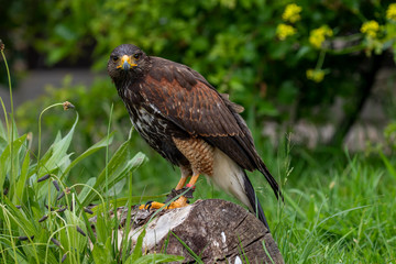 Brown eagle standing on a log