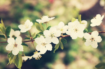 Blooming cherry flowers in spring