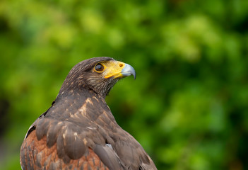 Portrait of an eagle looking up
