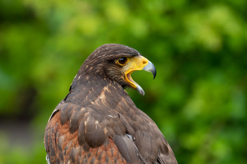 portrait of an eagle screaming