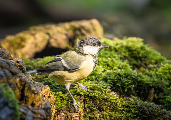 bird on the grass