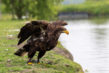 portrait of an eagle