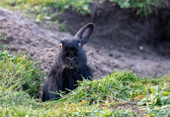Hase spitzt ein Ohr,  Aufmerksamkeit Erschrecken