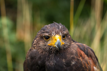 portrait of a hawk