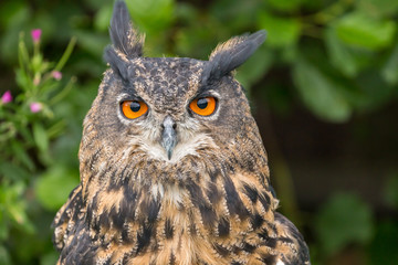 portrait of an owl