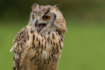 great horned owl