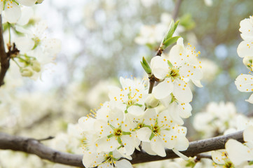 Spring apple tree flowers, spring background