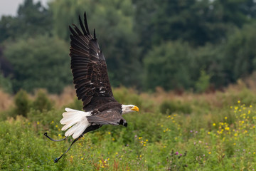 eagle in flight