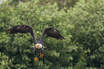 bald eagle in flight