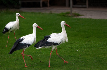 Three storks in a field