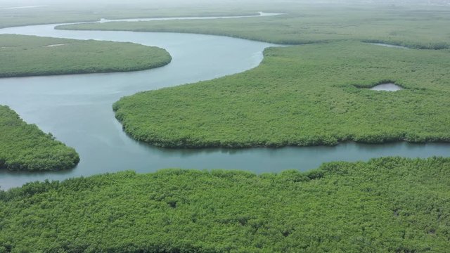 Gambia Mangroves. Aerial view of mangrove forest in Gambia. Photo made by drone from above. Africa Natural Landscape.