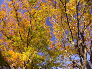 公園の黄葉の欅と青空
