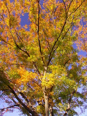 公園の黄葉の欅と青空