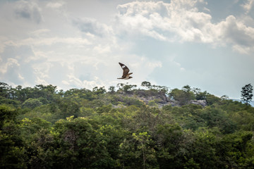 bird flying over trees