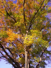 公園の黄葉の欅と青空