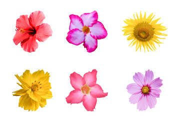Various colorful flowers isolated on white background. Set of Cosmos, Daisy, sunflower, Azalea. with clipping path.