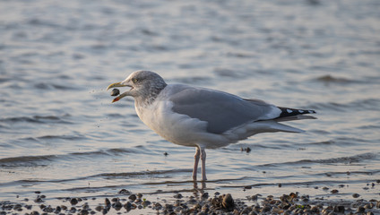 Möve isst Muschel Beute, Borkum Insel Nordsee Tiere