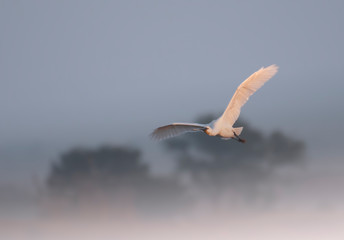 Eurasian spoonbill ( Platalea leucorodia)