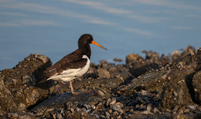Austernfischer Watvogel Vogel auf Borkum, Nordsee Wattenmeer