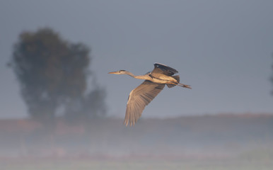 Grey heron  flying in misty morning