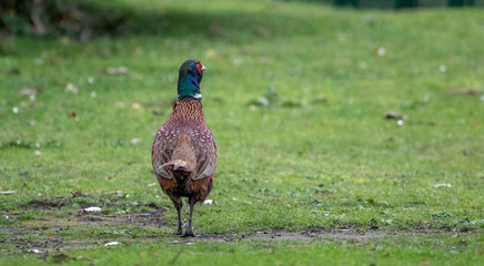 Fasan bunter Vogel Portrait, Tiere Insel Borkum 