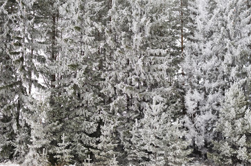 Obraz premium planting pines along the road in winter