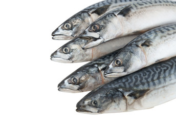 Several mackerel fishes isolated on white background