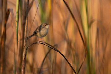 Plain prinia  singing on perch