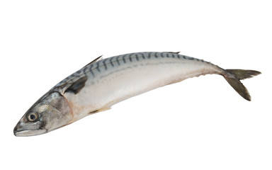 Atlantic mackerel fish isolated on white background