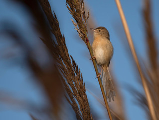 Plain prinia  singing on perch
