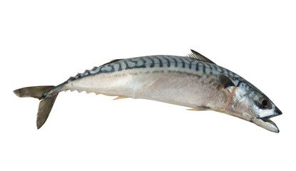 Mackerel fish isolated close up