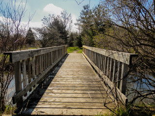 wooden bridge in the forest