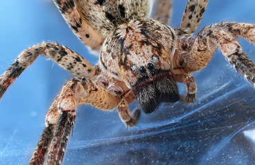 Zoropsis spinimana (Zoropsidae) Close up of a spider. Macro photography   