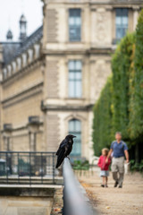 Obraz premium Crow in the Tuileries Gardens in the city Paris