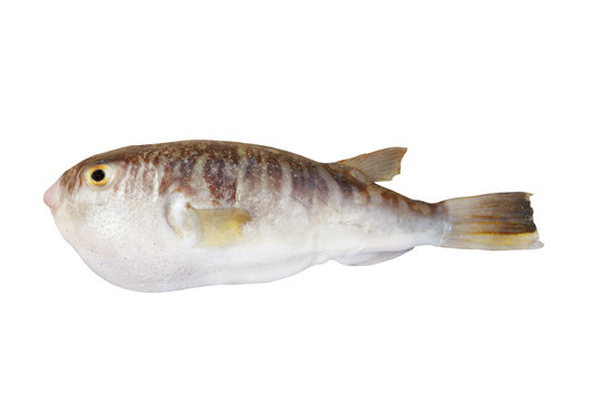 Fresh fugu fish isolated on white background