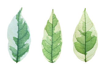 Set of Spotted ficus leaves plant on white background