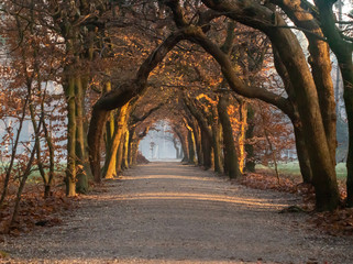 Fototapeta premium Beech tunnel in the winter