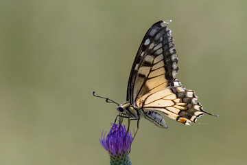 butterfly on flower