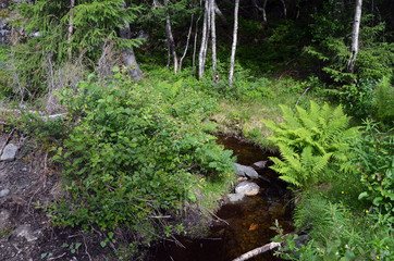 Fototapeta premium Forest on a summer day in Central Norway