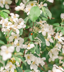 the ladybird on the blooming branch
