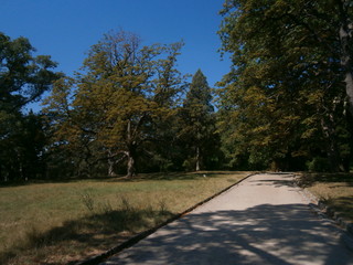 road in the park