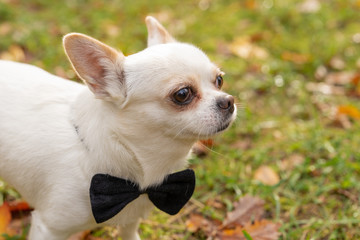 Photo of the white chihuahua wearing a bow tie. Image of a dog. Pet, puppy