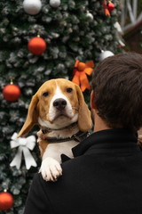 A young man and his dog Beagle on the background of a Christmas tree. Pretty puppy looks at the camera